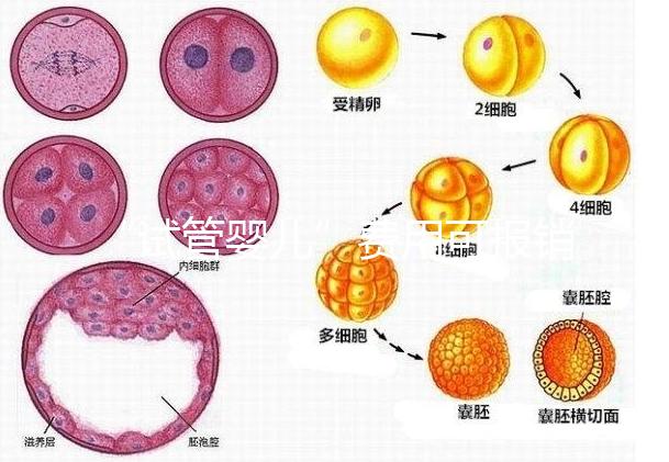 “試管嬰兒”費(fèi)用可報(bào)銷!11月1日起,患者可在柳人醫(yī)享受新政迎“好孕”