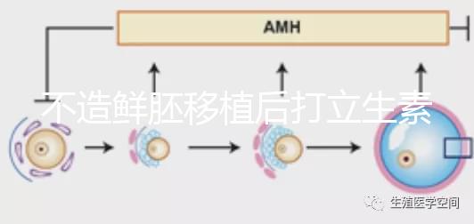 不造鮮胚移植后打立生素有無(wú)影響戳，過(guò)量小心不著床