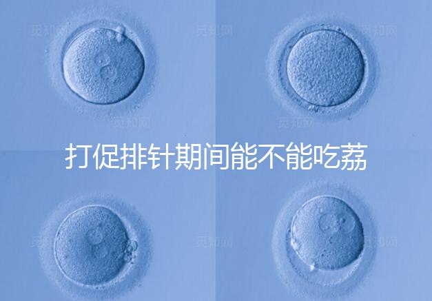 打促排針期間能不能吃荔枝看月份，想促進卵泡發(fā)育別亂食用