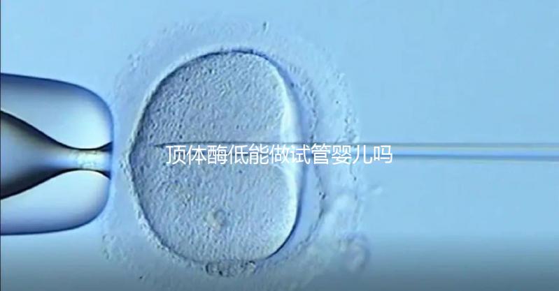 頂體酶低能做試管嬰兒嗎？你想知道的答案全在這