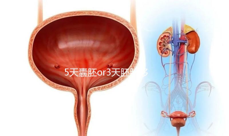 5天囊胚or3天胚胎移植哪個好看這，一文說清二者區(qū)別