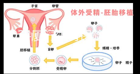 2024廈門生育保險津貼報銷全流程通辦，思明等區(qū)可網(wǎng)上申請